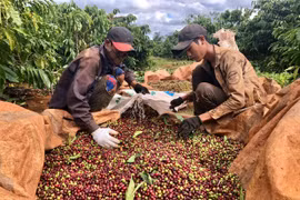 Chuyện của người trồng cà phê