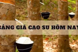 Ngày 28/10: Giá cao su sáng đầu tuần đồng loạt tăng trên các sàn giao dịch