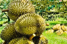 Sầu riêng đã mang về 2,1 tỉ USD