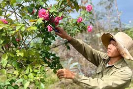 Chàng trai có doanh thu tiền tỉ từ trồng hoa hồng cổ
