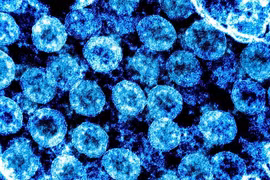 Phát hiện cây hương nhu chứa chất ức chế sự phát triển của virus SARS-CoV 2