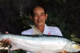 Cá chép hồi khổng lồ xuất hiện lại trên sông Mekong sau gần 20 năm vắng bóng