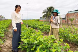 Phụ nữ Phú Thiện khởi nghiệp từ trồng dâu nuôi tằm