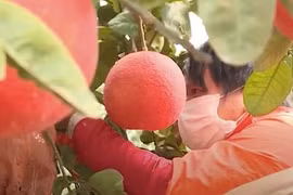 Giá vài trăm ngàn đồng một quả bưởi đỏ 'tiến Vua' dịp Tết Ất Tỵ 2025