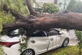 Cây xanh lâu năm trong sân trường tiểu học ở quận 12 bật gốc, ngã đè ô tô đậu trên đường