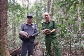 Thả cá thể động vật nguy cấp, quý hiếm về môi trường tự nhiên