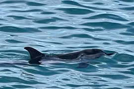 Cá heo xuất hiện ở vùng biển Cù Lao Xanh