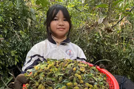 Vào mùa xoay chín