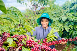 Thay vì lạm dụng thuốc bảo vệ thực vật, anh A Ngum áp dụng các giải pháp canh tác nông nghiệp hữu cơ vi sinh để cà phê phát triển vượt trội. Ảnh: T.D