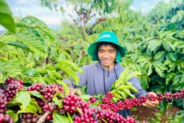 Thay vì lạm dụng thuốc bảo vệ thực vật, anh A Ngum áp dụng các giải pháp canh tác nông nghiệp hữu cơ vi sinh để cà phê phát triển vượt trội. Ảnh: T.D