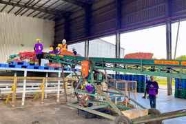 Gia Lai: Sản lượng nước ép trái cây giảm gần 15%