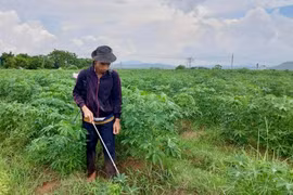 Tỷ lệ chế biến tinh bột sắn từ nguồn sắn nguyên liệu trên địa bàn đạt khoảng 50%