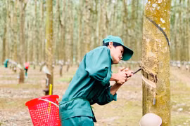 Theo EUDR, Gia Lai có các ngành hàng bị tác động là: cà phê, gỗ và cao su. Ảnh: V.T