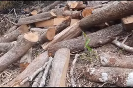 Phát hiện bắt giữ 2 vụ vận chuyển lâm sản và khai thác rừng trái pháp luật