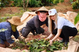 Khách Tây thích thú với trải nghiệm thăm vườn, hái cà phê