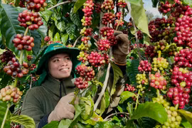 Mùa cà phê chín đỏ