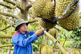 Hiện giá sầu riêng Thái loại đẹp tại vườn dao động từ 65-70 ngàn đồng/kg, giảm khoảng 20-25 ngàn đồng/kg so với vụ năm ngoái. Ảnh: Vũ Thảo