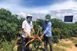 Gia Lai: Sản lượng chế biến tinh bột sắn tăng 21%