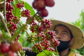 Ảnh: Vũ Thảo
