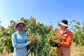 Đổi đời trên quê mới