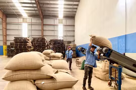 Gia Lai: Xuất khẩu cà phê tiếp tục bứt phá với con số 758 triệu USD