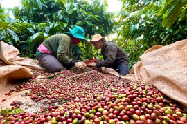 Bà con nông dân trải bạt dưới từng gốc cà phê để thu hái. Ảnh: Vũ Thảo