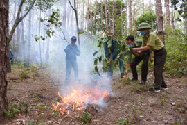 Gia Lai căng sức giữ rừng trong cao điểm nắng nóng
