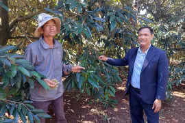 Ia Le chuyển mình từ “độc canh” sang đa dạng hóa cây trồng.