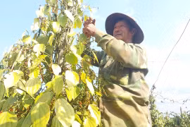 Khan hiếm nhân công thu hoạch hồ tiêu vụ mới.
