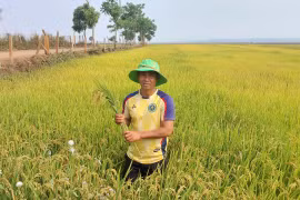 Giống lúa TBR16 tại xã Đak Đoa đạt năng suất 70 tạ/ha