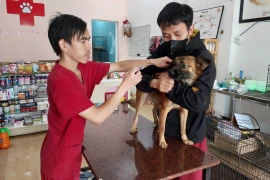 Gia Lai triển khai các biện pháp phòng - chống bệnh dại.