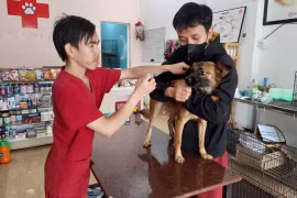 Gia Lai triển khai các biện pháp phòng - chống bệnh dại.