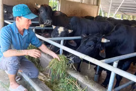 Gia Lai: 44 hộ nghèo, cận nghèo tham gia dự án chăn nuôi bò thịt vỗ béo 