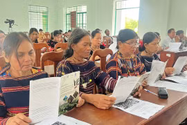 Khởi động dự án phát triển cây sa nhân tím dưới tán rừng tại xã Bình Phú, Gia Lai.