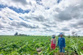 Hơn 11.800 ha cây trồng ở Gia Lai bị thiệt hại do bão Kalmaegi