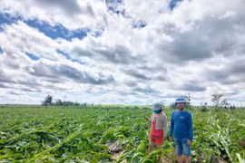 Gia Lai tập trung khôi phục sản xuất nông nghiệp sau bão lũ