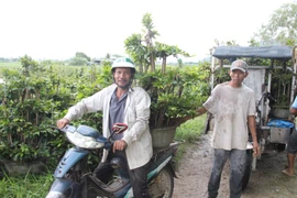 “Thủ phủ” mai vàng miền Trung tất bật chạy bão