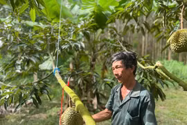  Gia Lai cấp 255 mã vùng trồng xuất khẩu sang Trung Quốc