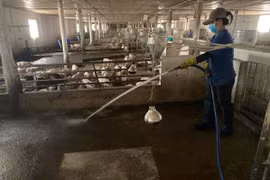 Gia Lai hết dịch tả heo châu Phi, tăng cường phòng chống dịch bệnh dịp cuối năm.