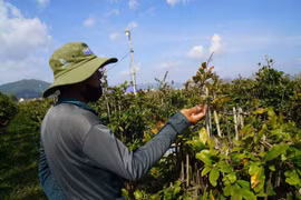 Tất bật chăm sóc, phục hồi vườn mai tết sau bão