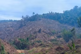 Khẩn trương điều tra làm rõ các đối tượng xâm hại rừng ở xã Kim Sơn