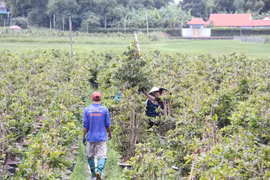 Gần 120 ngàn chậu mai vàng ở phường An Nhơn Bắc bị ảnh hưởng do bão số 13