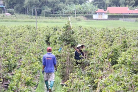 Gần 120 ngàn chậu mai vàng ở phường An Nhơn Bắc bị ảnh hưởng do bão số 13