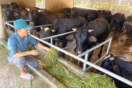 26 hộ dân xã Kim Sơn tham gia dự án liên kết chăn nuôi và tiêu thụ bò thịt vỗ béo