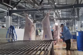 Gia Lai hỗ trợ đến 60% vốn đầu tư xây dựng cơ sở giết mổ tập trung.