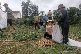 Gia Lai kiến nghị Hiệp hội Sắn Việt Nam tăng cường liên kết đầu tư, thúc đẩy chế biến sâu