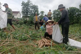 Gia Lai kiến nghị Hiệp hội Sắn Việt Nam tăng cường liên kết đầu tư, thúc đẩy chế biến sâu