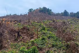 Khởi tố vụ phá rừng, khai thác rừng trái pháp luật ở Kim Sơn.