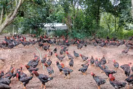 Tạo đà phát triển chăn nuôi hàng hóa ở Gia Lai