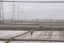 Gia Lai hướng dẫn lịch trồng trọt vụ Đông Xuân 2025-2026